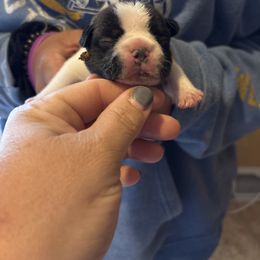 Green collar - White and brindle male French Bulldog puppy in Auburn, Maine from Jaded French Bulldogs and Bullmastiffs