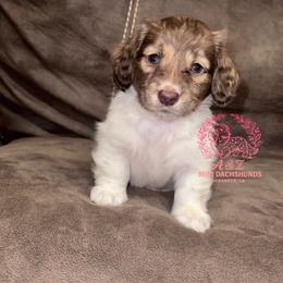Steve - Brindle male Dachshund puppy in Hornbeck, Louisiana from A&Z Mini Dachshunds