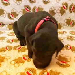 Great Dane Puppies from P&C Mountain Danes of CO