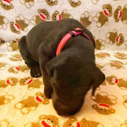Great Dane Puppies from P&C Mountain Danes of CO