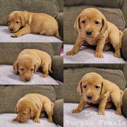Lorna - Purple Collar - Yellow female Labrador Retriever puppy in Boyd, Minnesota from Lindley Labradors