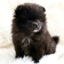 Lilly - Black female Pomeranian puppy in Pavilion, New York from Calverton Pomeranians