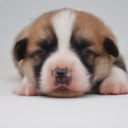 Wemby - Red male Pembroke Welsh Corgi puppy in San Antonio, Texas from Moxxi's Legacy Corgis