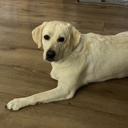 Poppy - Labrador Retriever