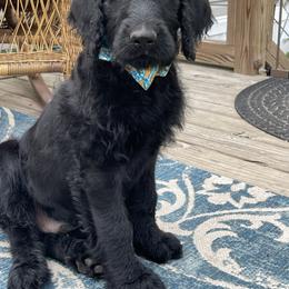Dachshund, Labradoodle, and Labrador Retriever All Grown Up from Muddy Bay Kennels
