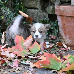 Pembroke Welsh Corgi Puppies from A&A’s Adorable Corgis