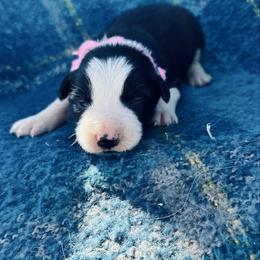 Hot Pink - Black and white female Border Collie puppy in Minden, Iowa from Rocking N Registered Border Collies & Labradors