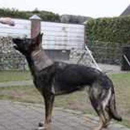 Elly - German Shepherd