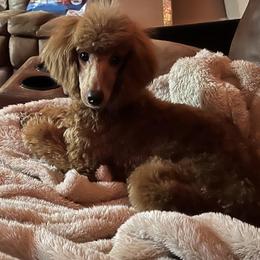 Daisy - Poodle