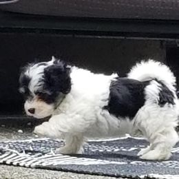 Havanese Puppies from SunWyst Havanese