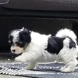 Havanese Puppies from SunWyst Havanese