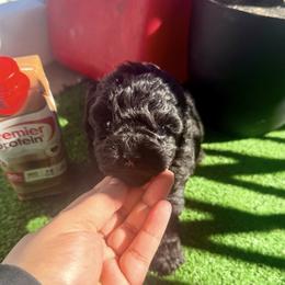 Puppy 3 - Black male Poodle puppy in Pennsylvania from Tiny Toy Poodles