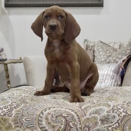 Light Blue - Red male Redbone Coonhound puppy in Shreveport, Louisiana from BAFERD Kennels