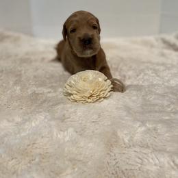 Goldendoodle Puppies from Dhalia’s Doodles