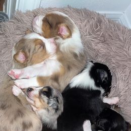 Australian Shepherd Puppies from Southern Sky Aussies