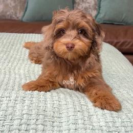 Sorghum - Phantom male Assorted Doodle Crosses puppy in Lake Charles, Louisiana from Brandi’s Southern Doodles & Poodles, LLC