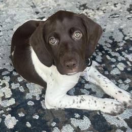 German Shorthaired Pointer Puppies from Tipsy Rabbit GSP TopDog Kennel
