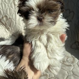 Spruce AKC - Chocolate male Shih Tzu puppy in Las Vegas, Nevada from Vegas Shih Tzus