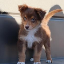 Zephyr - Red tri-color male Australian Shepherd puppy in Tucson, Arizona from Soqui Ortiz Cattle Ranch