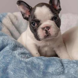 Dip - Tricolors male French Bulldog puppy in Howell, Michigan from Jessicah's Frenchies Michigan's French Bulldog Breeder