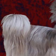 Mi-Kis from Endless Treasures