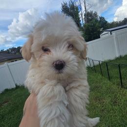 Finn - Cream male Maltipoo puppy in Brooksville, Florida from DeVall Maltipoos
