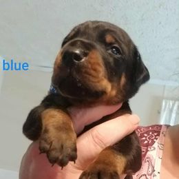 Blue - Black and rust male Doberman Pinscher puppy in Michie, Tennessee from JSG Dobermanns
