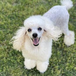 Rosie - Poodle