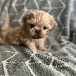 Shih Tzu Puppies from Jodi’s Shihtzus