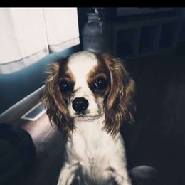 Piper - Cavalier King Charles Spaniel