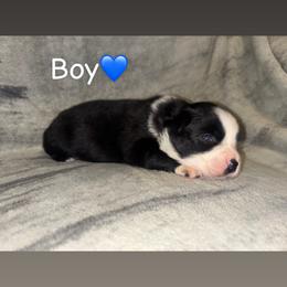 Miniature Australian Shepherd Puppies from Deep South Aussie's