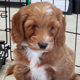 Angel - Red  male Goldendoodle puppy in Phoenix, Arizona from Kerri's Goldendoodles