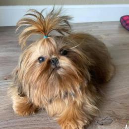 Ren - Shih Tzu
