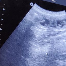 Poodle Puppies from Deborah Busch Poodles