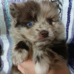Lucky - Chocolate merle male Pomeranian puppy in Ada, Oklahoma from Once Upon A Fluff
