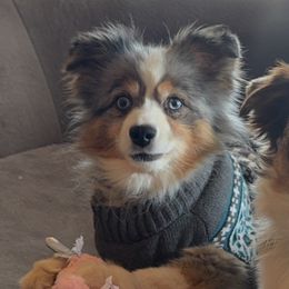 Rocko - Miniature Australian Shepherd