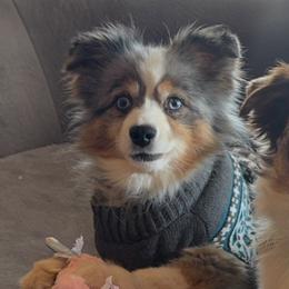 Rocko - Miniature Australian Shepherd