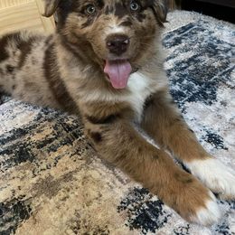 Australian Shepherd Puppies from 6J Aussies Australian Shepherds