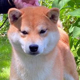 Wren - Red female Shiba Inu puppy in Green Bay, Wisconsin from Kokuryuu Shibas