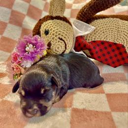 Stella - Black and silver female Miniature Schnauzer puppy in Deltona, Florida from LIZ FANCY SCHNAUZERS