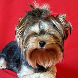 Legacy - Yorkshire Terrier