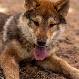 Kishu Ken and Shikoku Puppies from Akiyama no Roushya