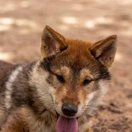 Kishu Ken and Shikoku Puppies from Akiyama no Roushya