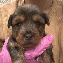 Puppy girl 3 - Tan female Yorkshire Terrier puppy in Hollister, California from Yorkshire Terrier Puppies