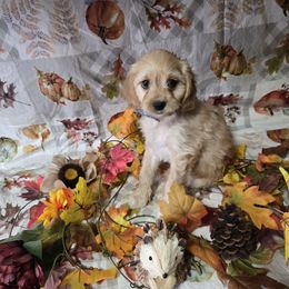 Apricot baby boy - Apricot male Cavapoo puppy in El Paso, Texas from Far West Texas Oodles of Cavi's & Cavoodles