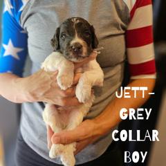 Jett - Saint Berdoodle puppy from Doodles by Starlight