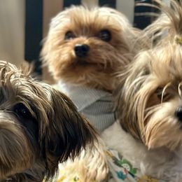 Shih Tzus, Shorkies, and Yorkshire Terriers from Empire Yorkies