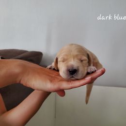 Golden Retriever Puppies from Lakeside Goldens