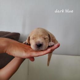 Golden Retriever Puppies from Lakeside Goldens