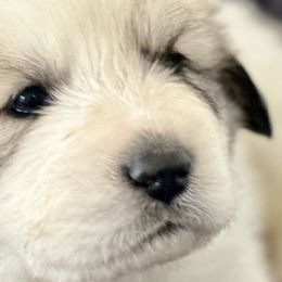 Boy 3 - Great Pyrenees puppy in Nashville, Tennessee from Storybook Tails Farm